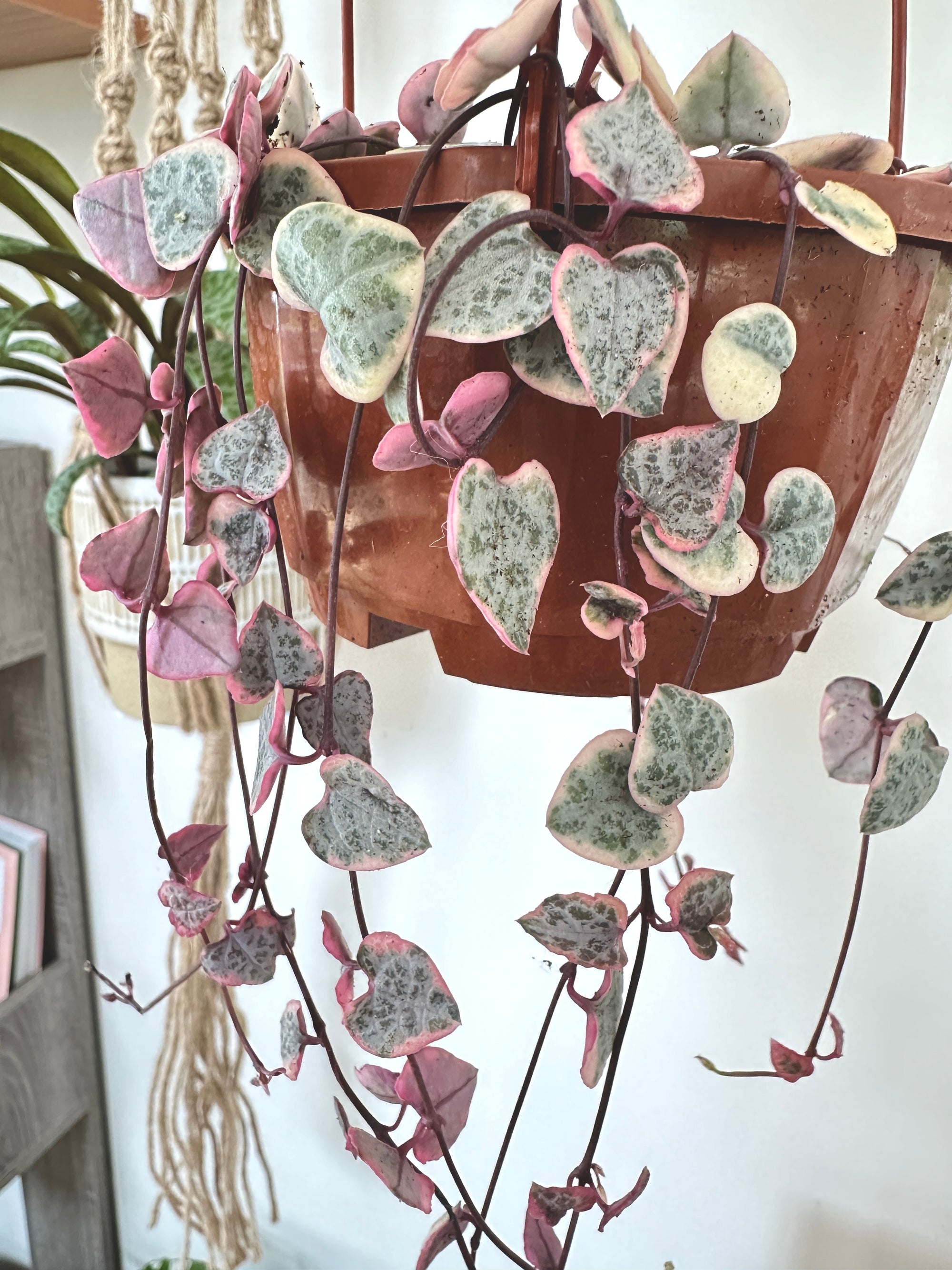 Ceropegia woodii f. variegata