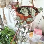 Ceropegia woodii 'Silver glory'