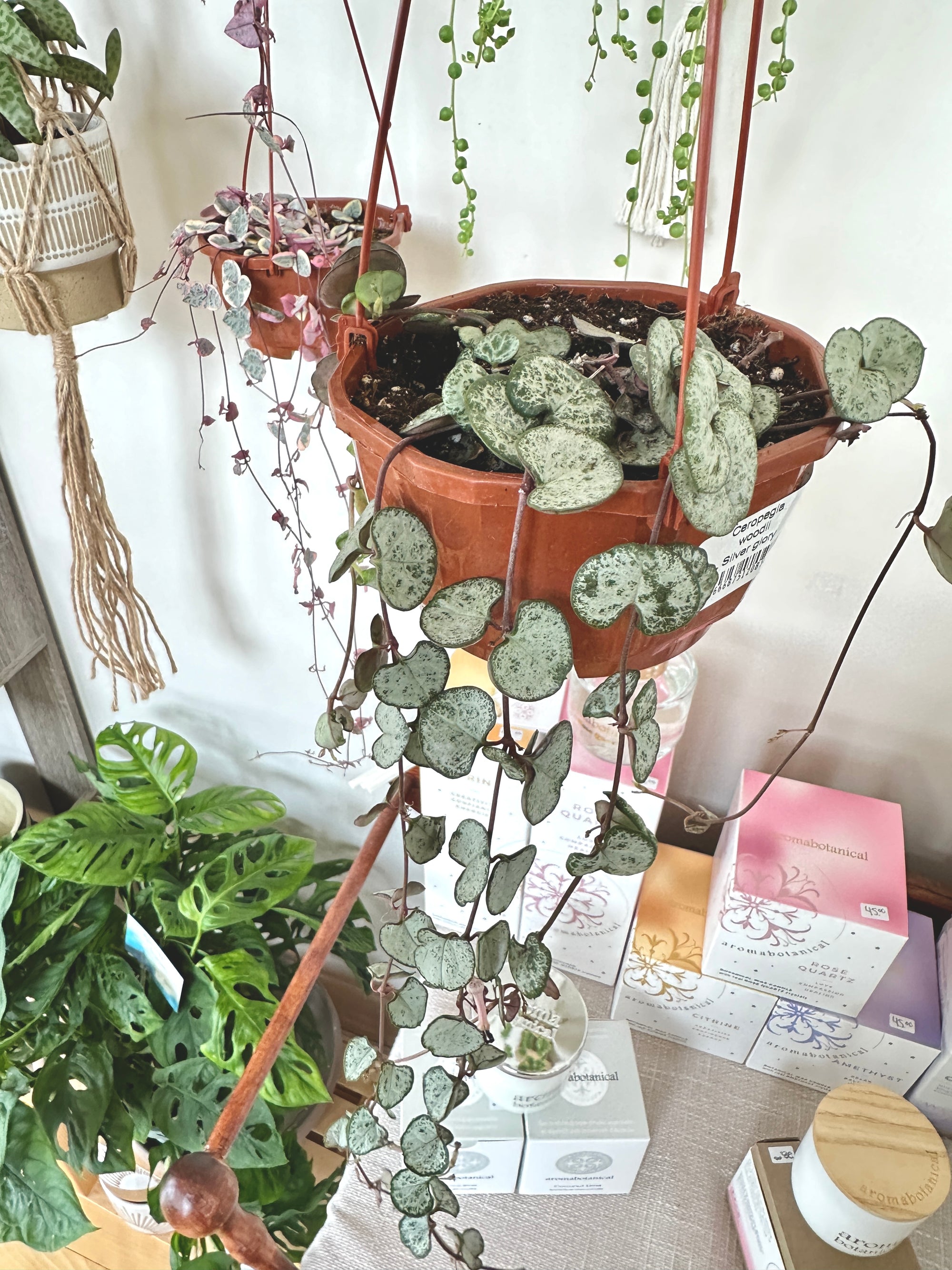 Ceropegia woodii 'Silver glory'