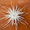 Tillandsia Tectorum
