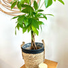 Pachira Aquatica 5"