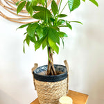 Pachira Aquatica 5"