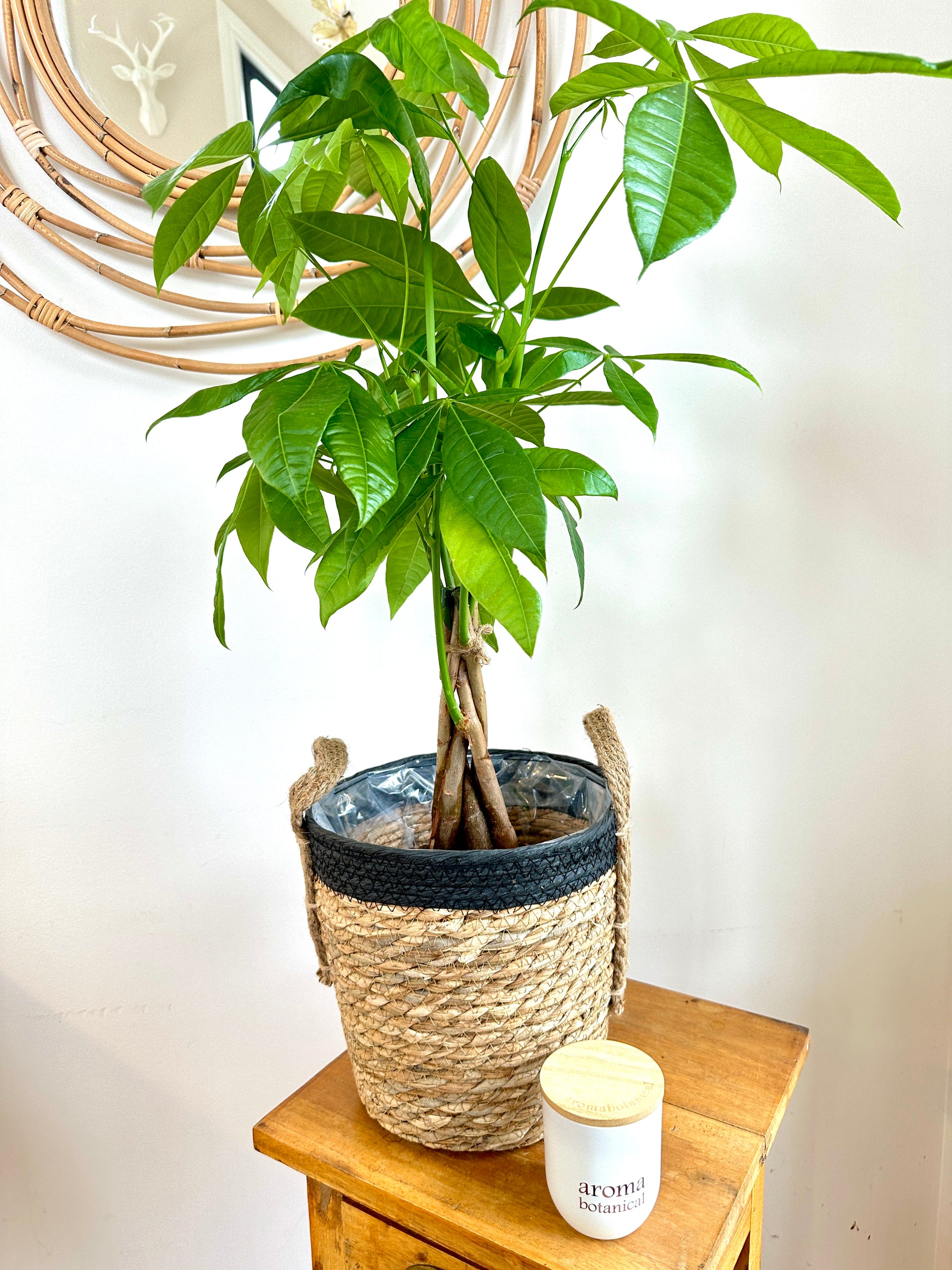 Pachira Aquatica 5"