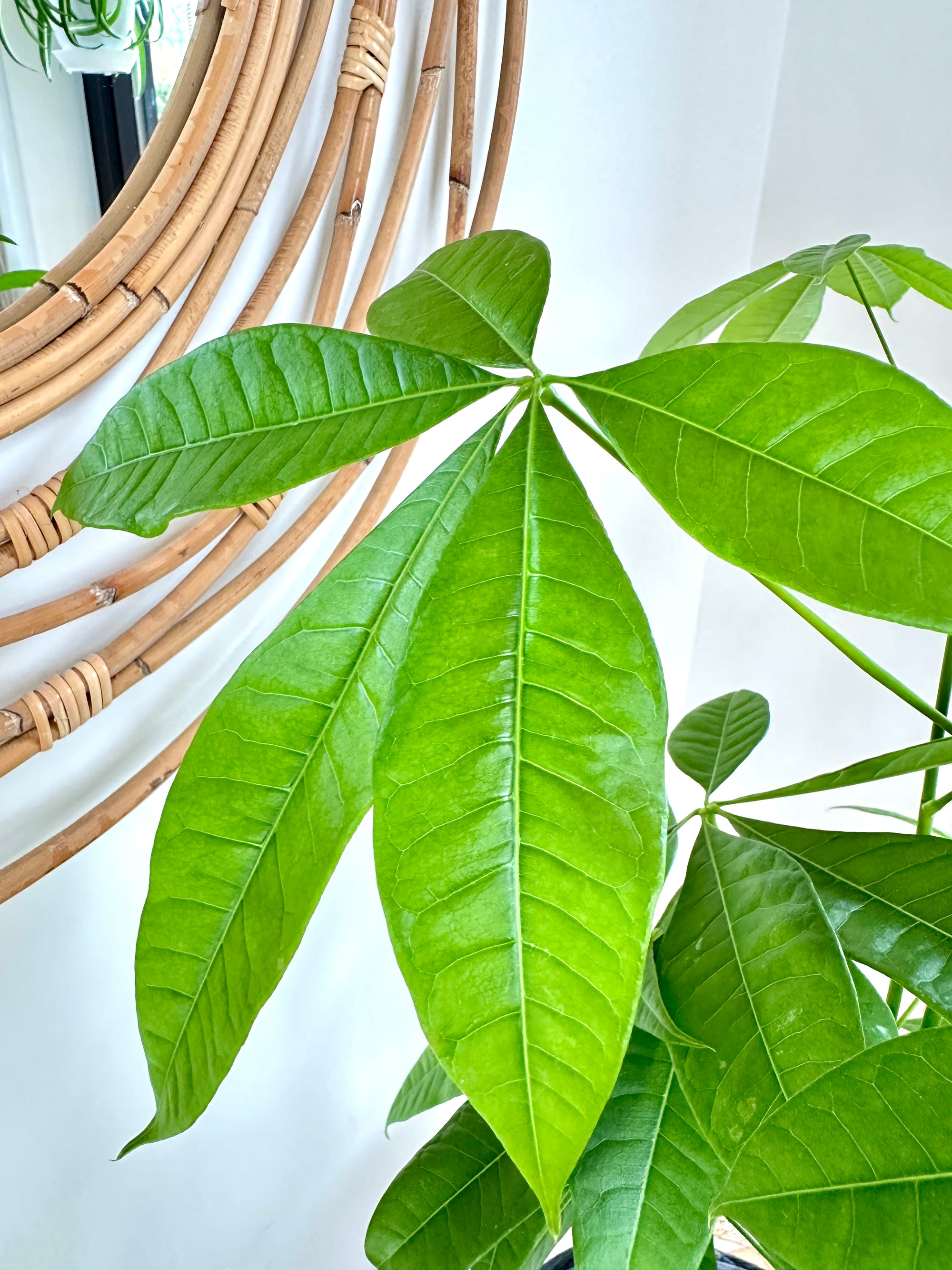 Pachira Aquatica 5"