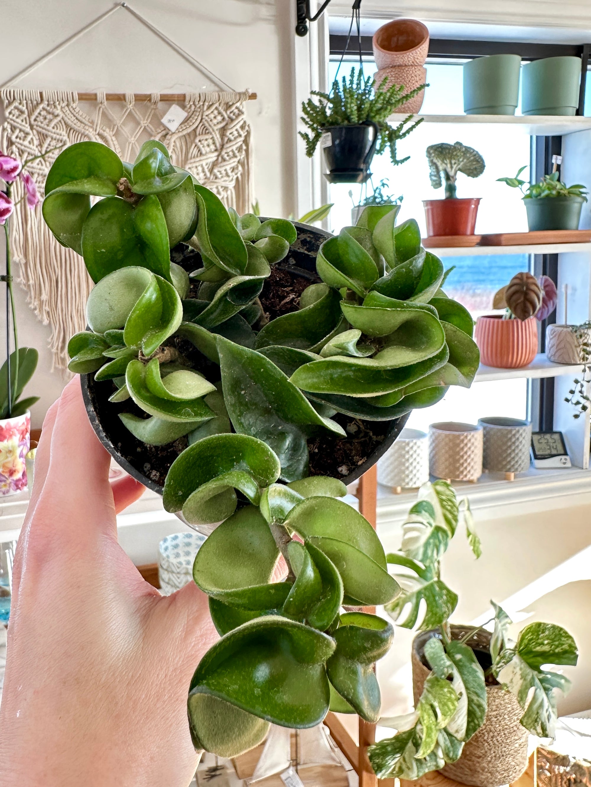 Hoya Carnosa 'Compacta'