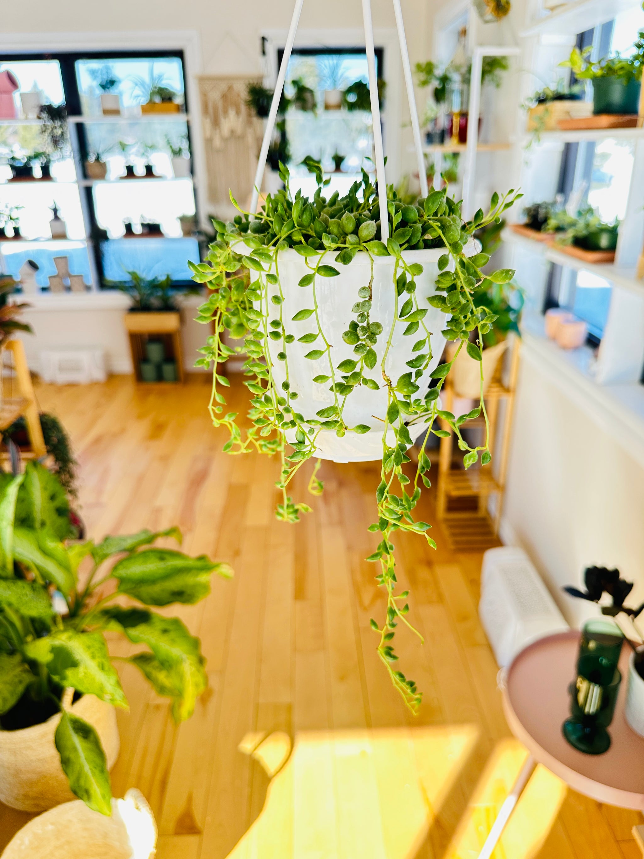 Senecio Herreianus 'Collier de larmes'