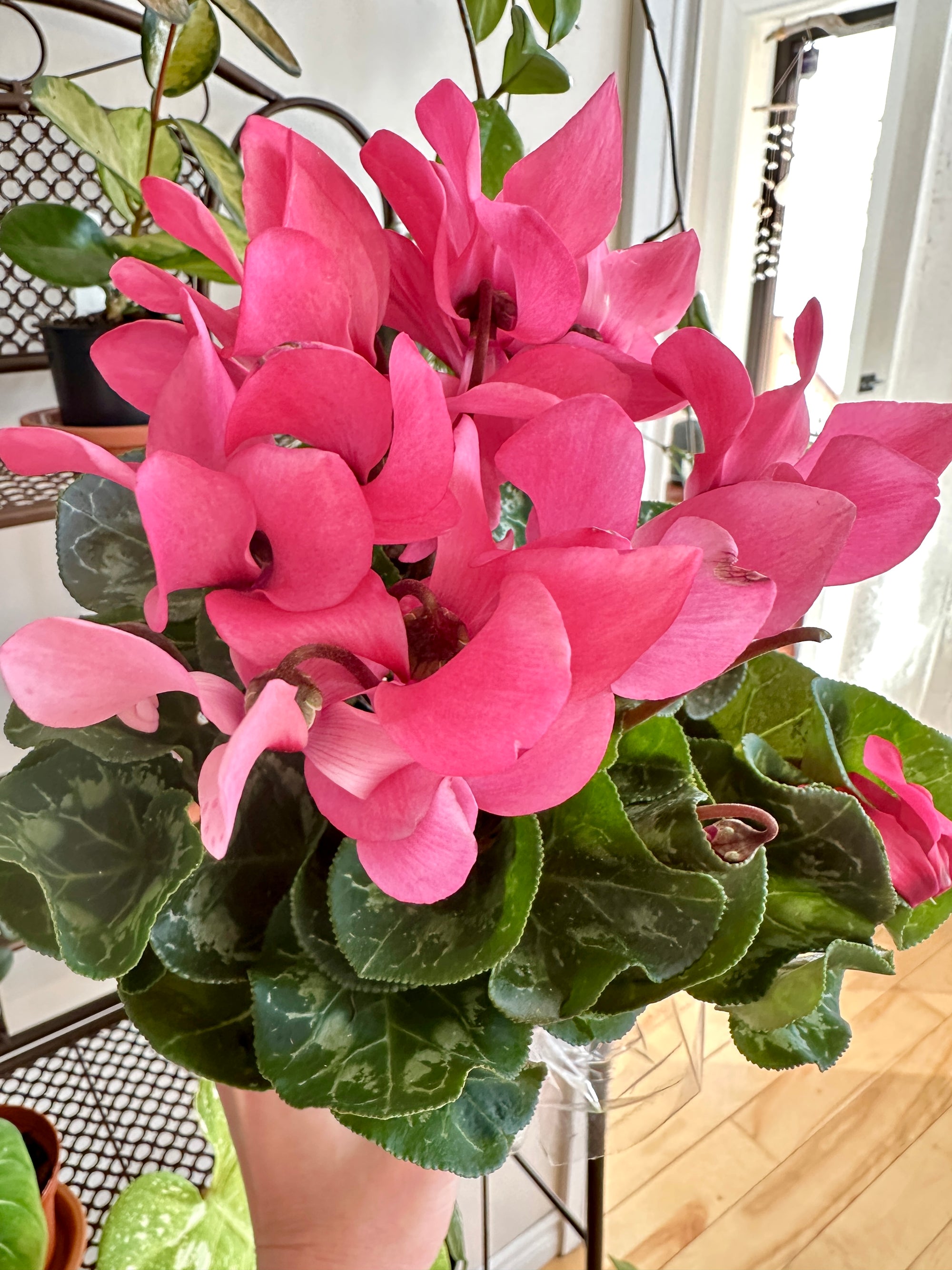 Cyclamen Persicum 4"
