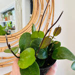 Hoya Australis