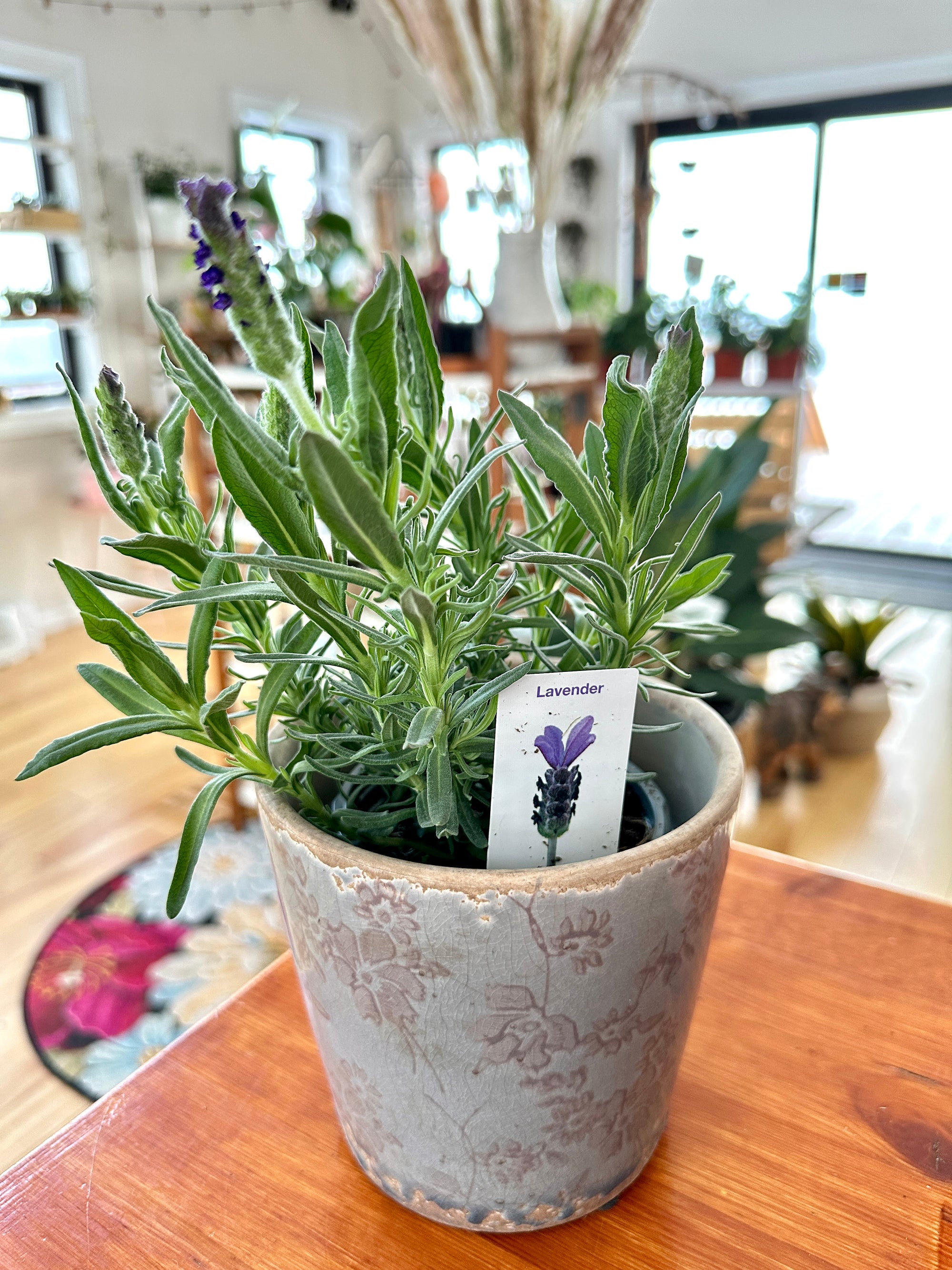Lavandula "Lavande"