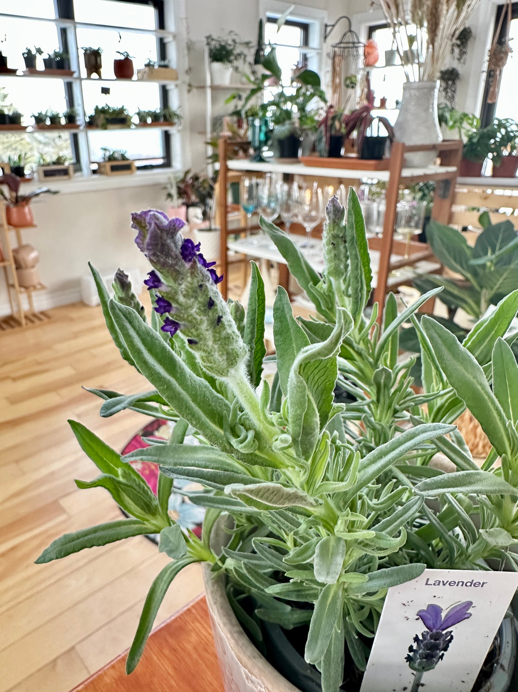 Lavandula "Lavande"