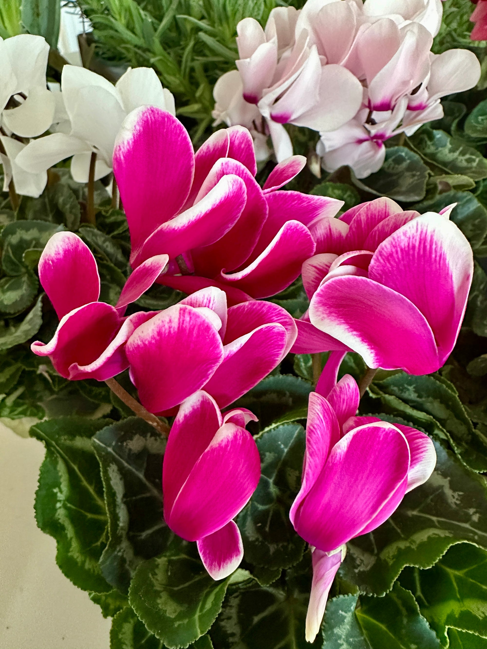 Cyclamen Persicum 4"