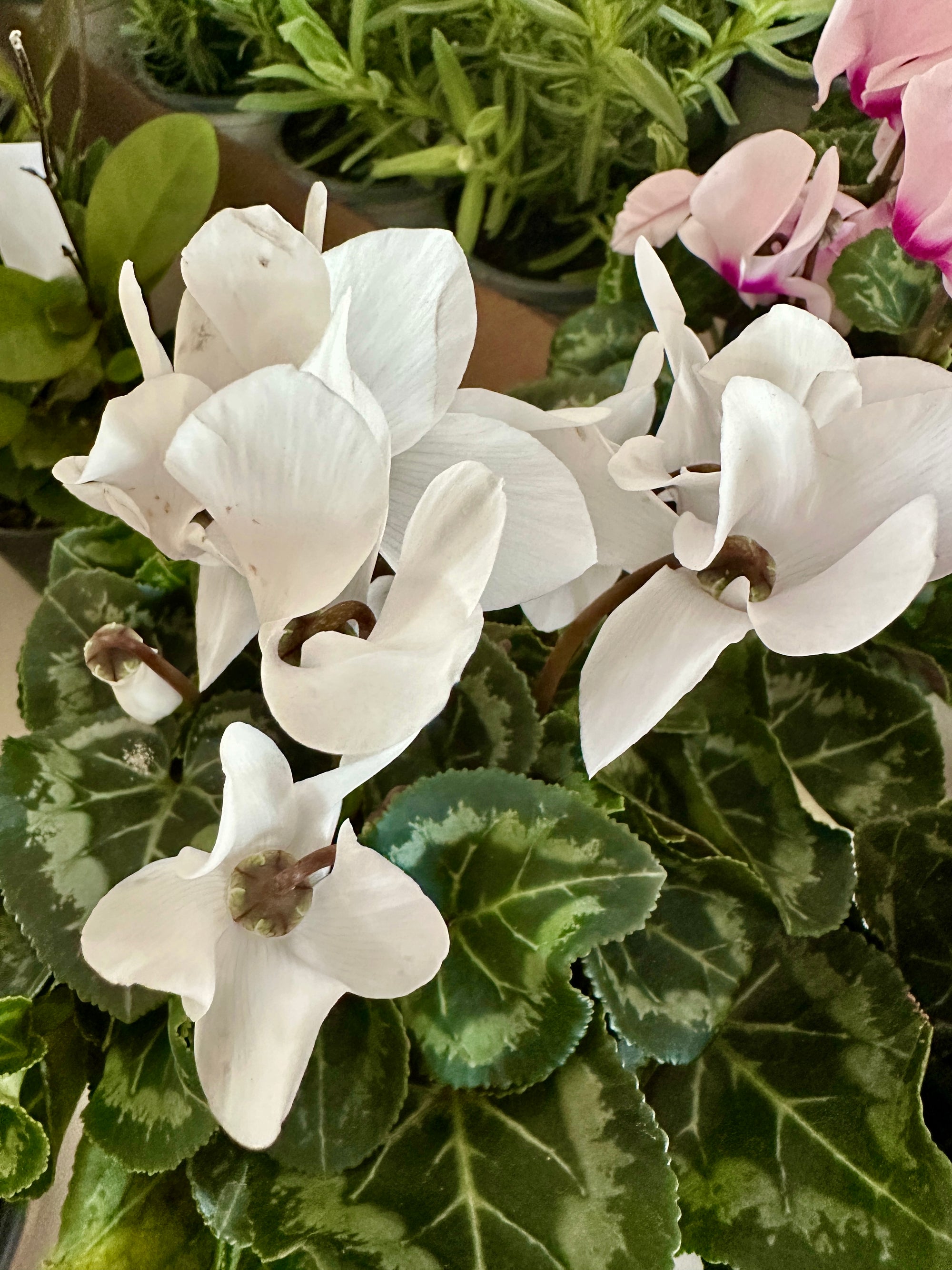 Cyclamen Persicum 4"