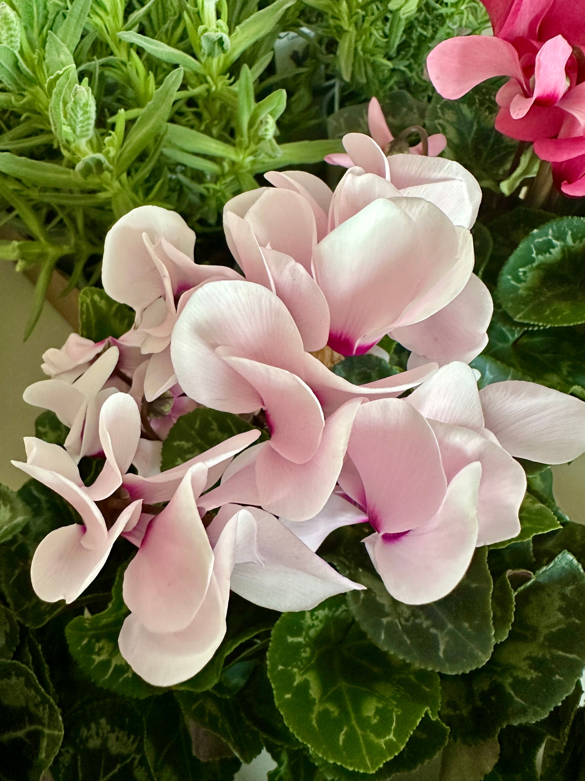 Cyclamen Persicum 4"