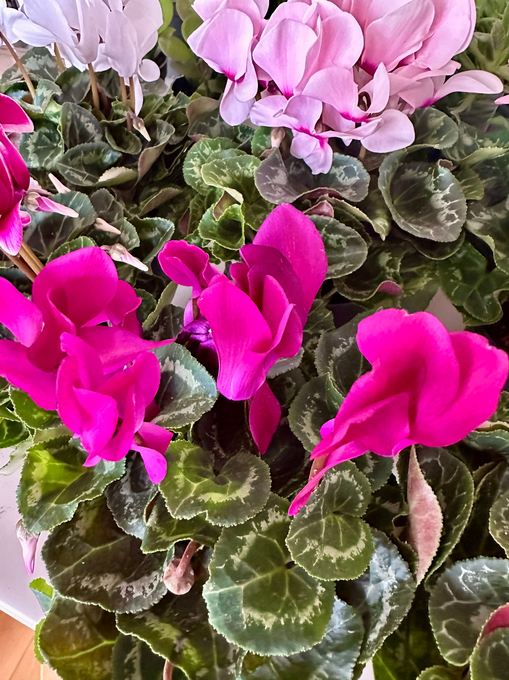 Cyclamen Persicum 4"