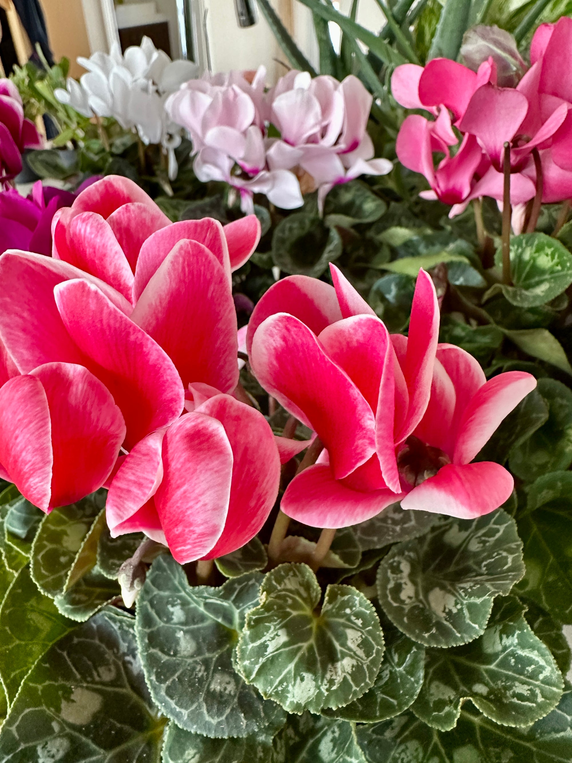 Cyclamen Persicum 4"