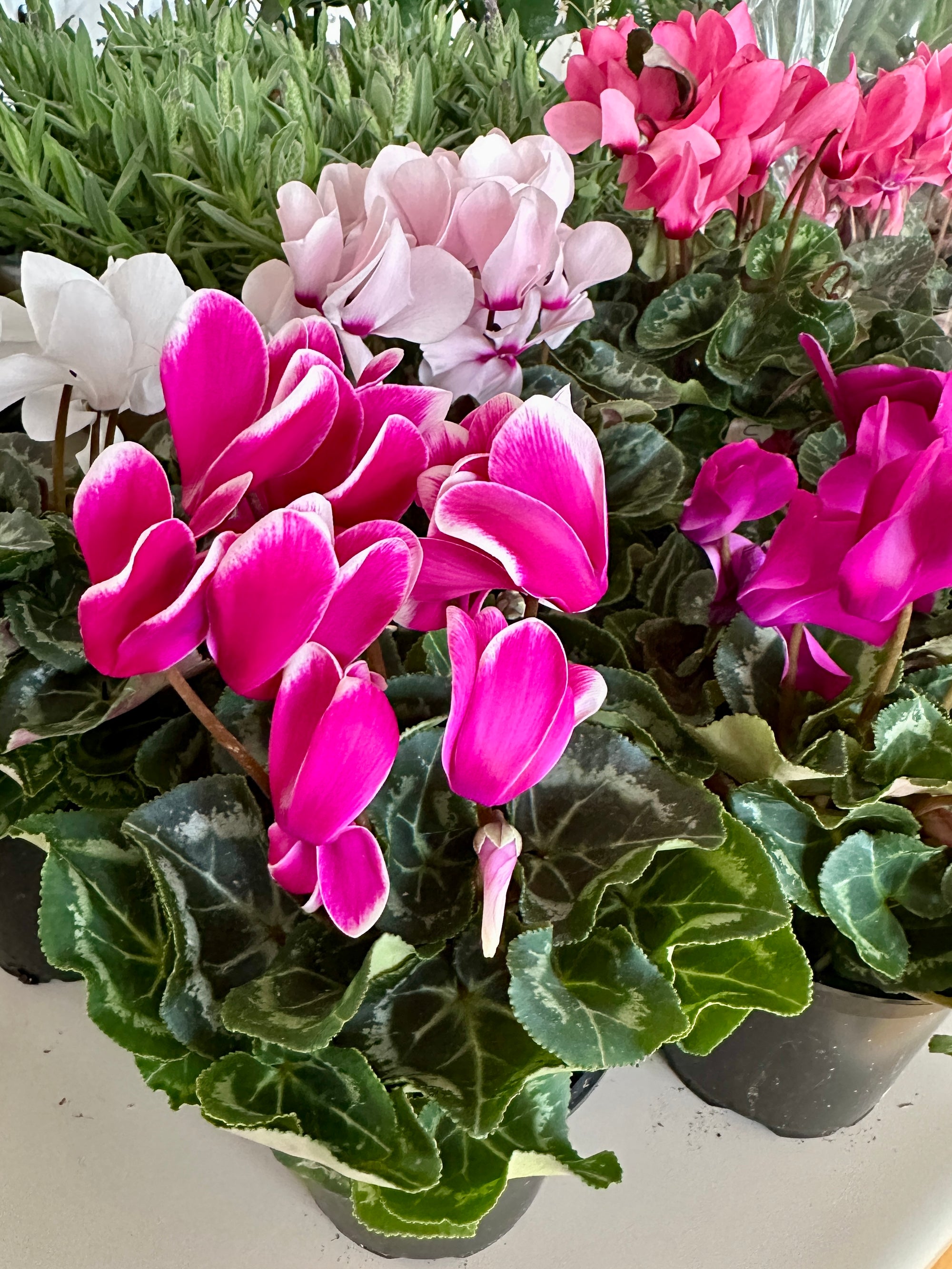 Cyclamen Persicum 4"