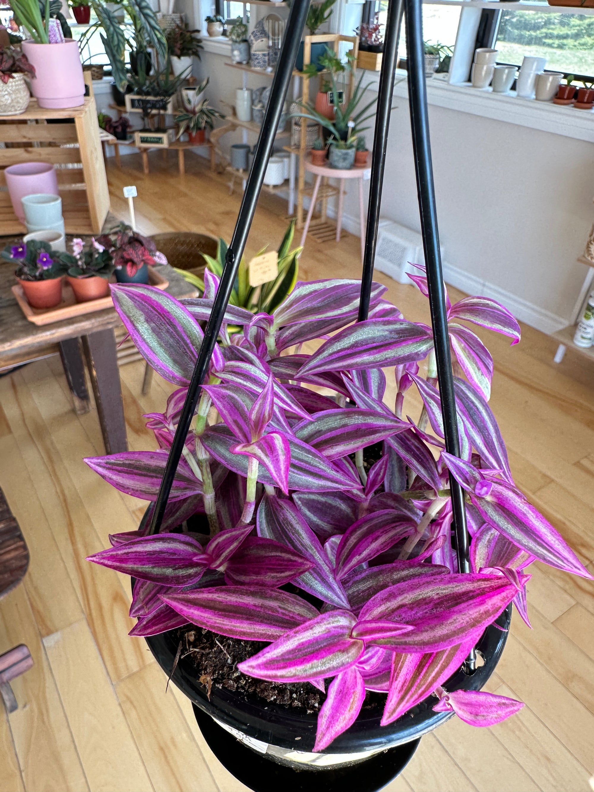 Tradescantia zebrina 'Pink Paradise'