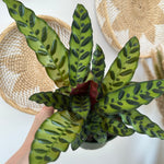 Calathea lancifolia "Rattlesnake"
