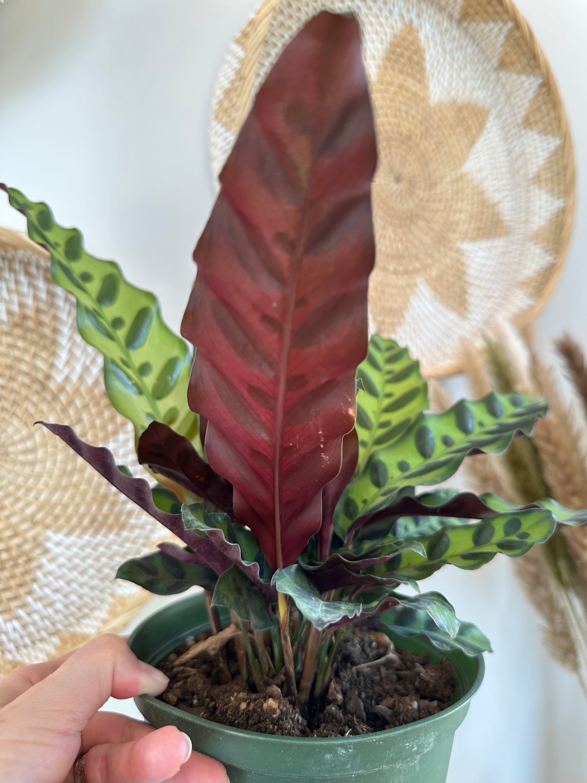 Calathea lancifolia "Rattlesnake"