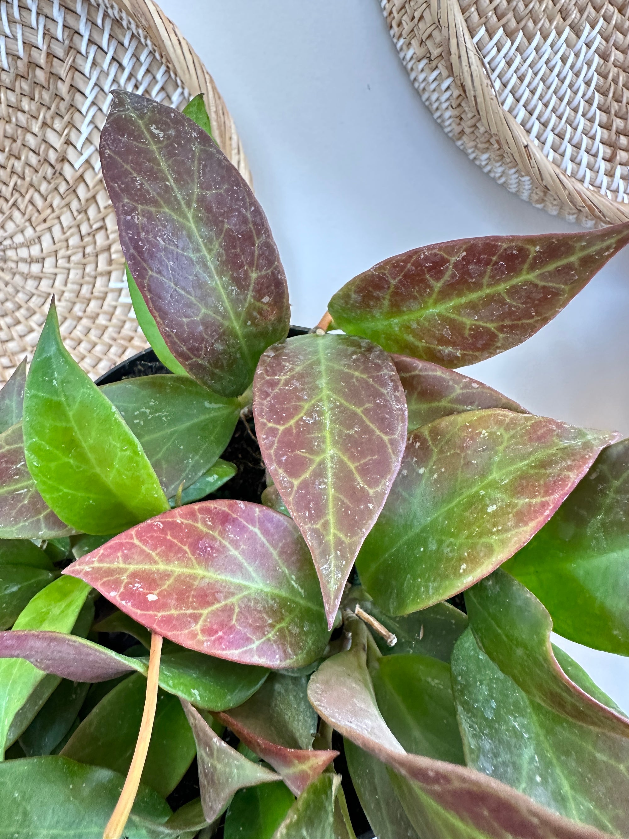 Hoya Sunrise