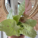 Syngonium podophyllum 'Milk Confetti'