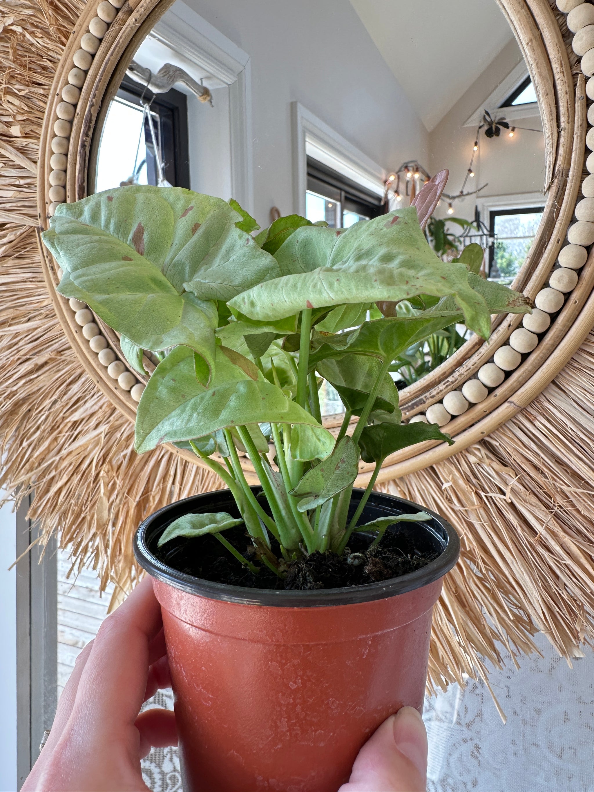 Syngonium podophyllum 'Milk Confetti'