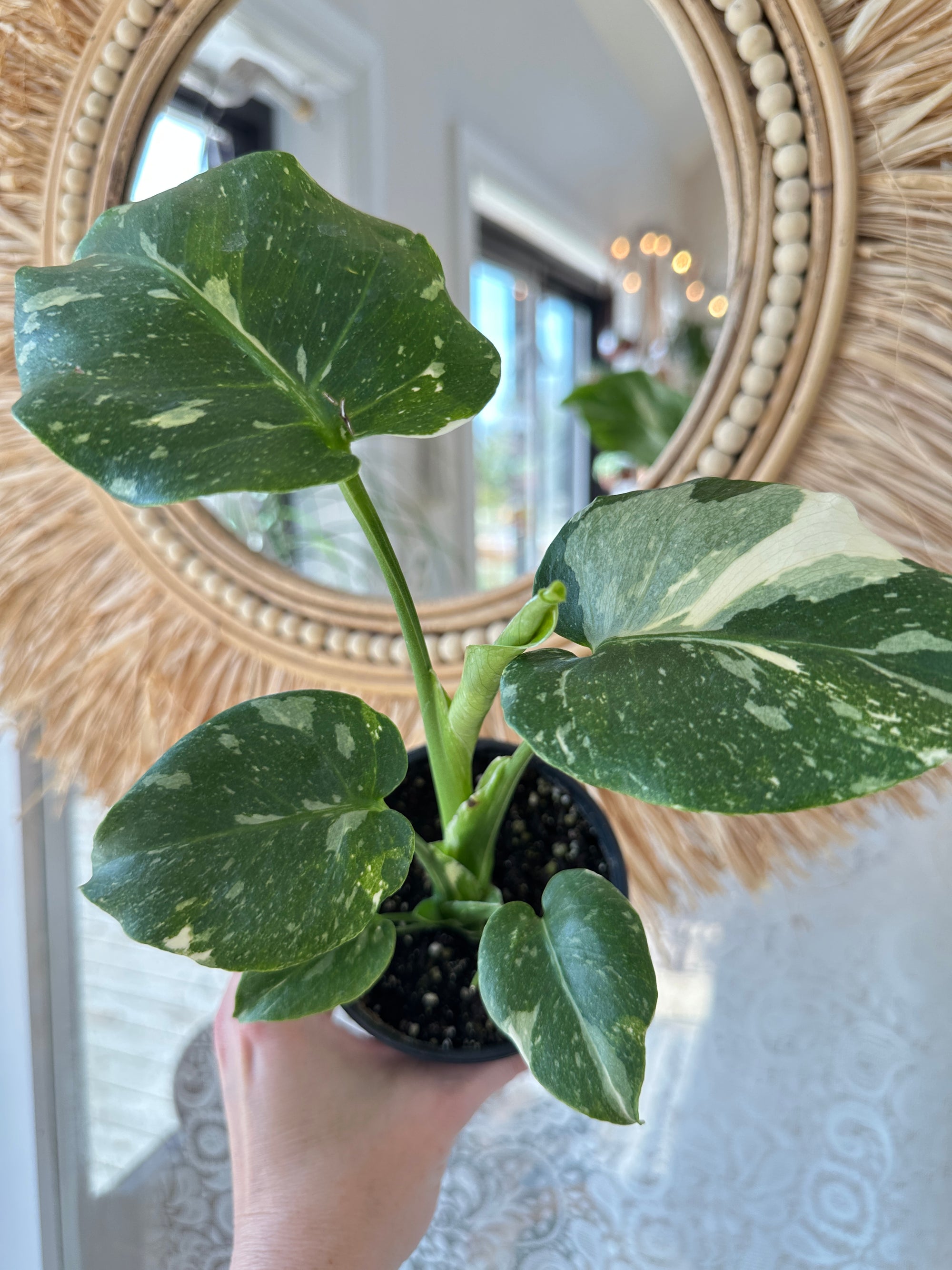 Monstera 'Thai Constellation'