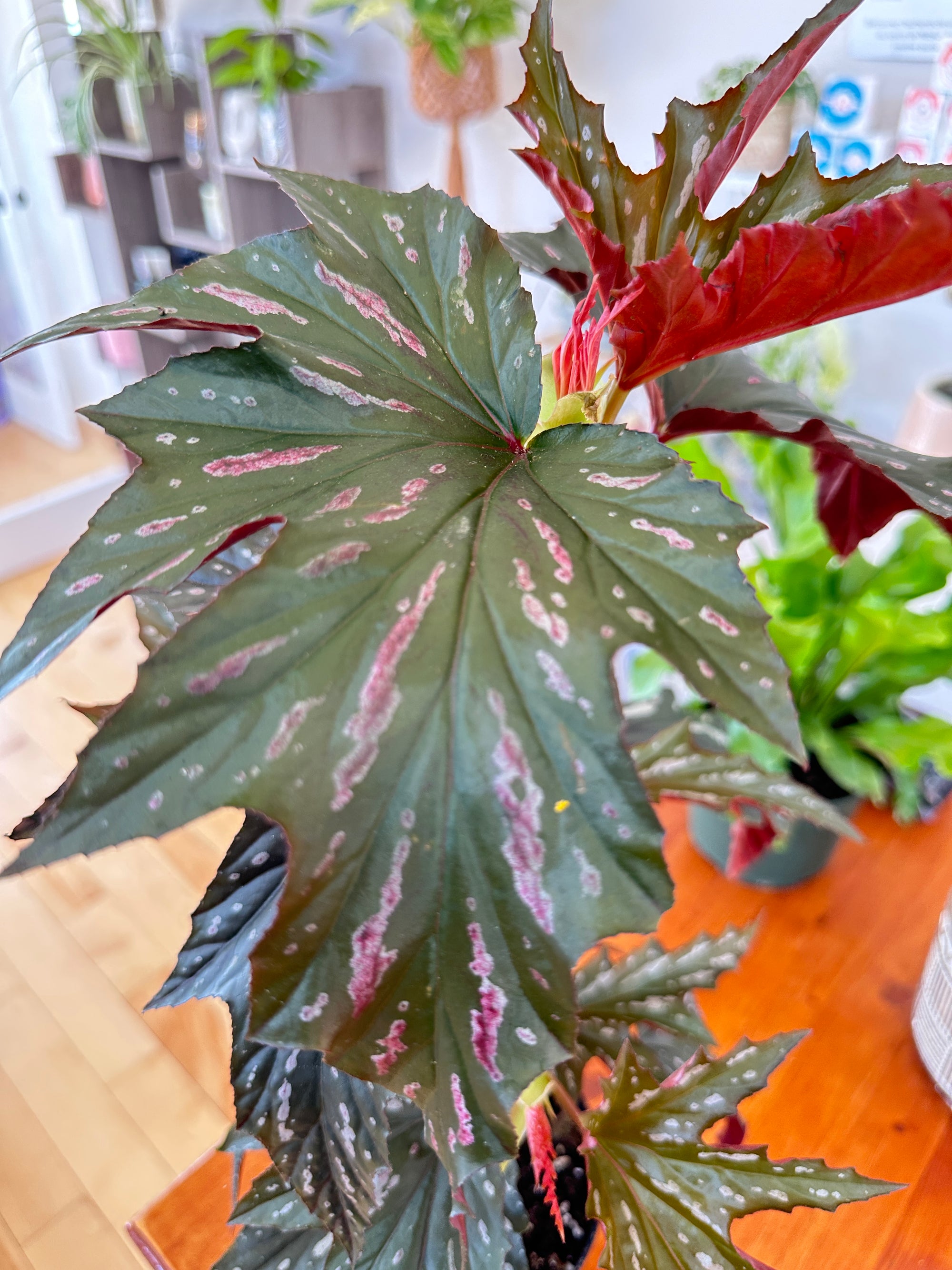 Begonia maculata 'Silver Mist'