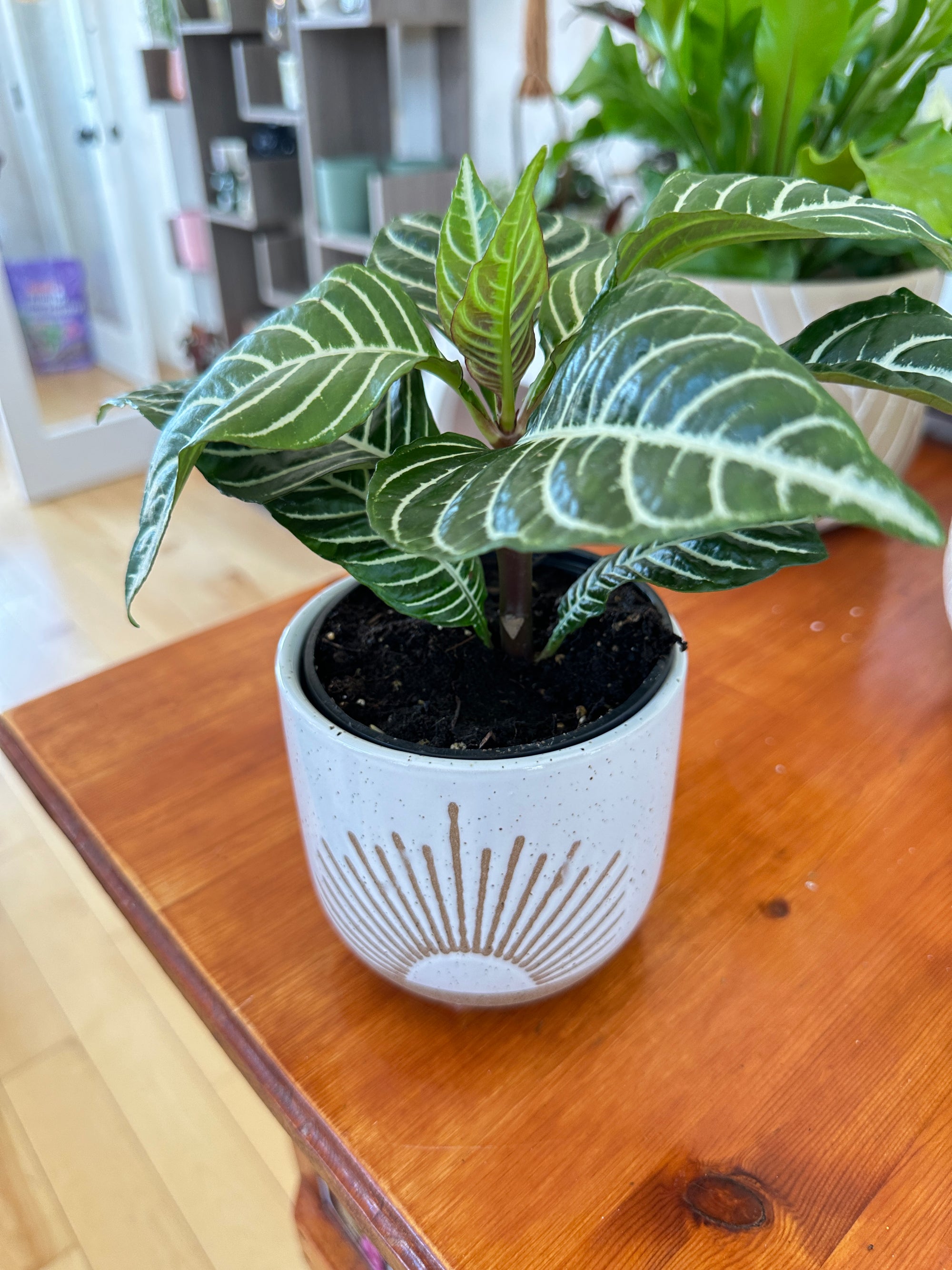 Aphelandra Squarrosa