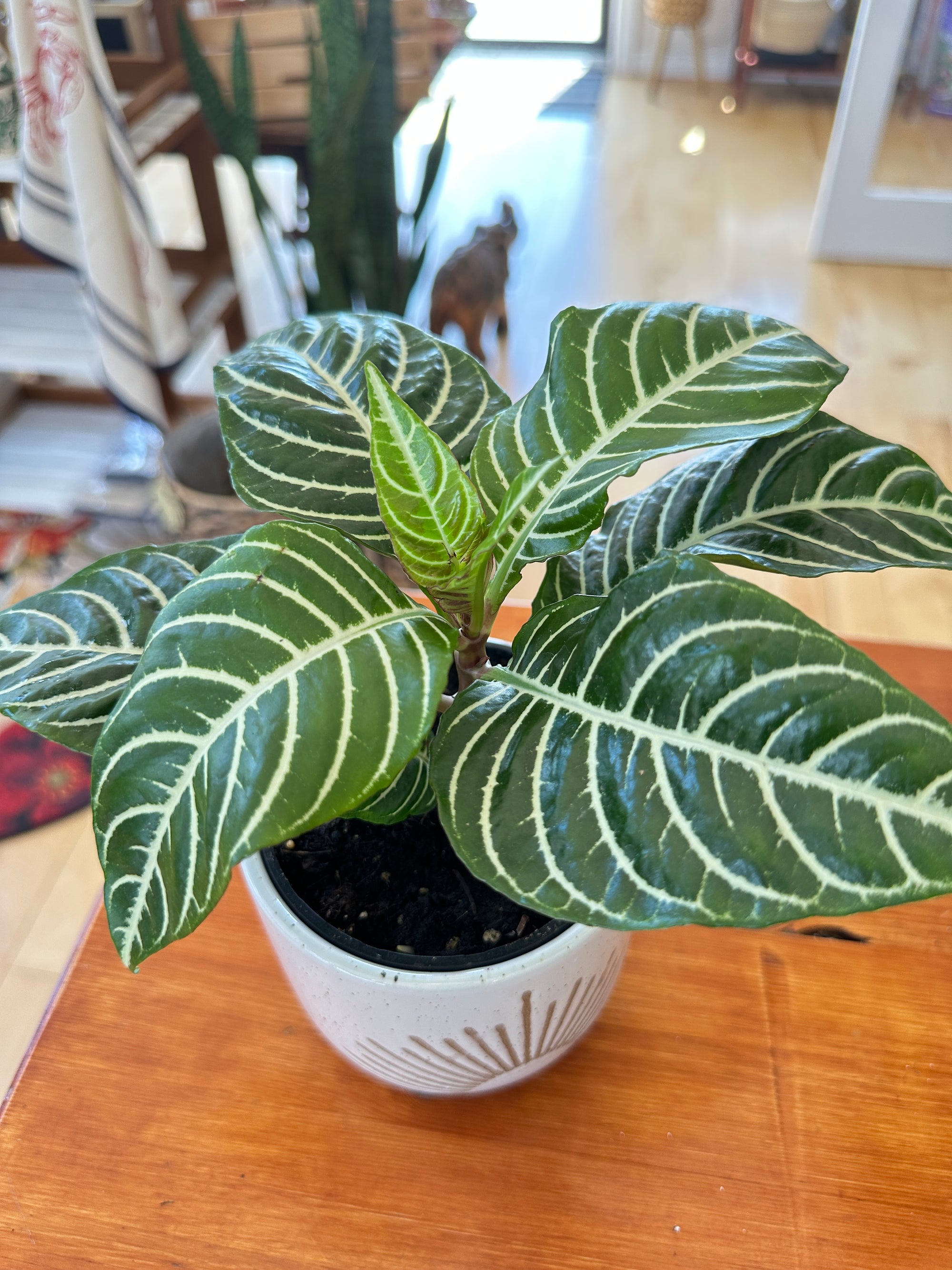 Aphelandra Squarrosa