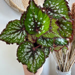 Begonia Rex 'Forest Stream'