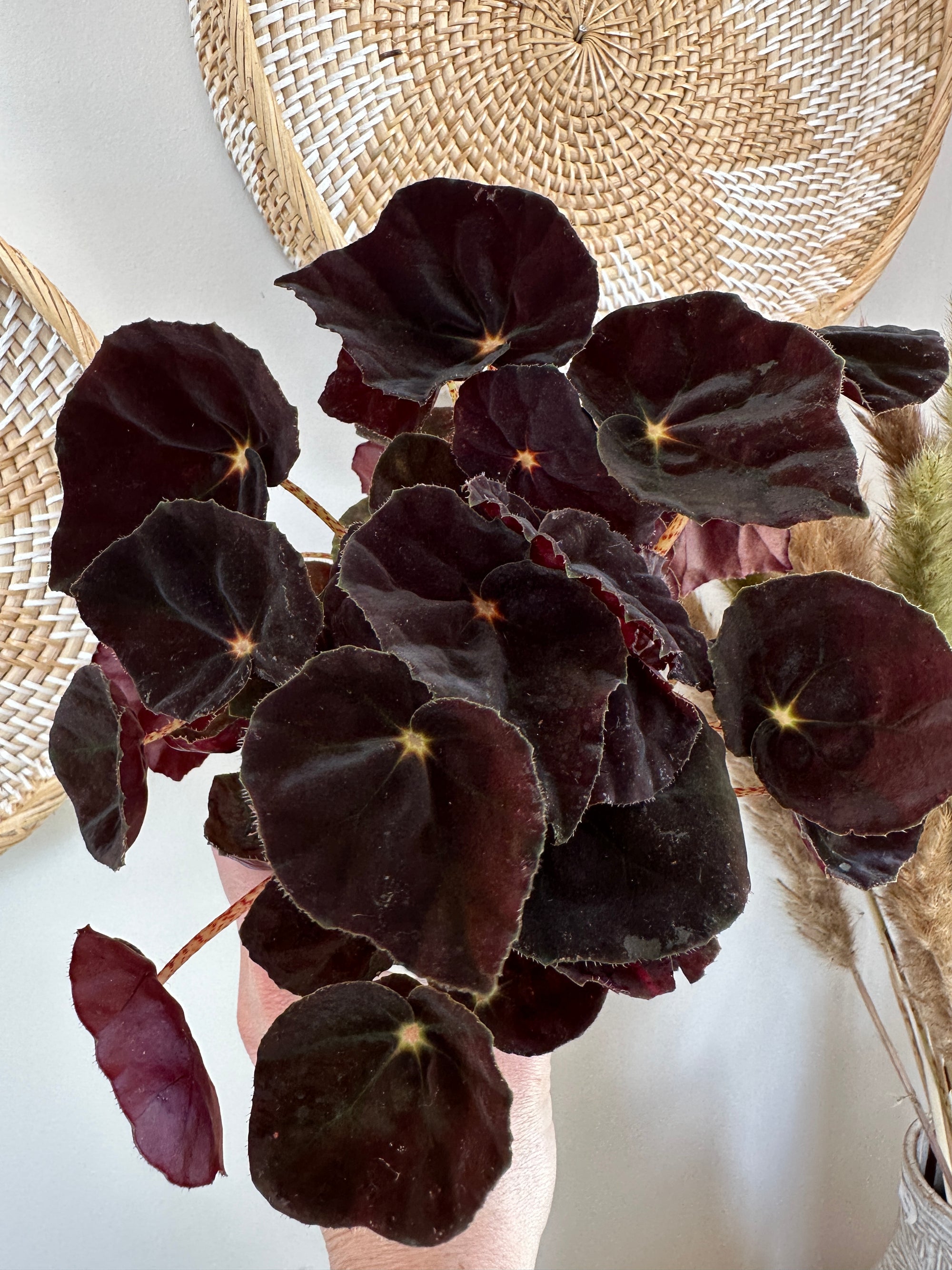 Begonia Rex 'Conga'