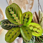 Maranta leuconeura var erythroneura 'red'