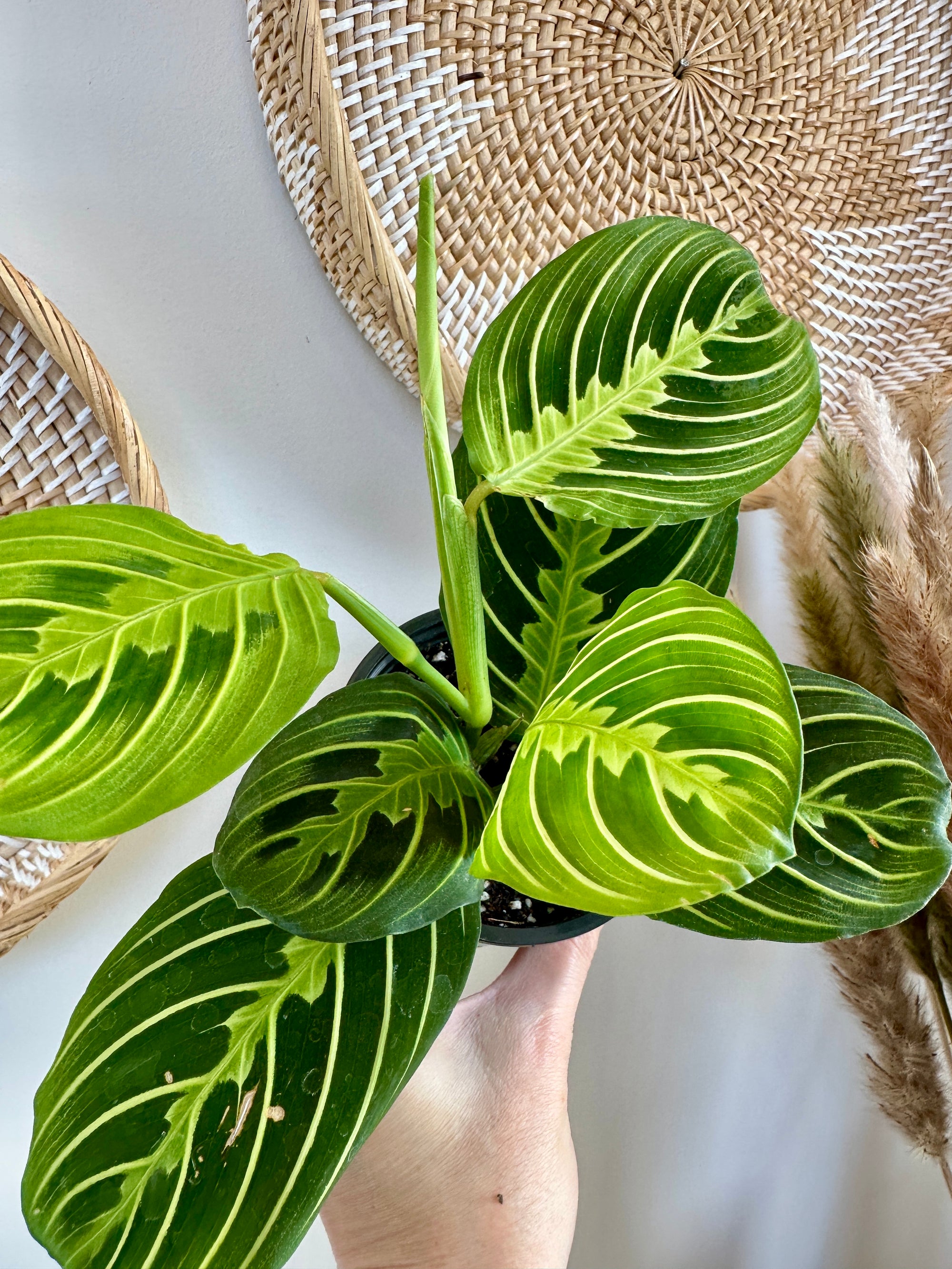 Maranta Leuconeure 'Lemon Lime'