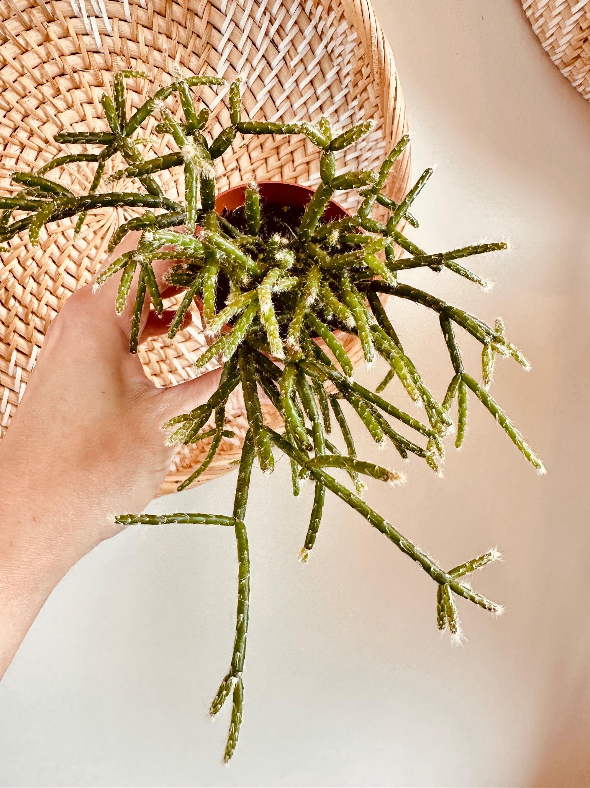 Rhipsalis 'Pilocarpa'