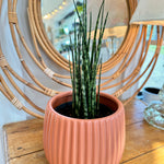 Dracaena fernwood 'Mikado'