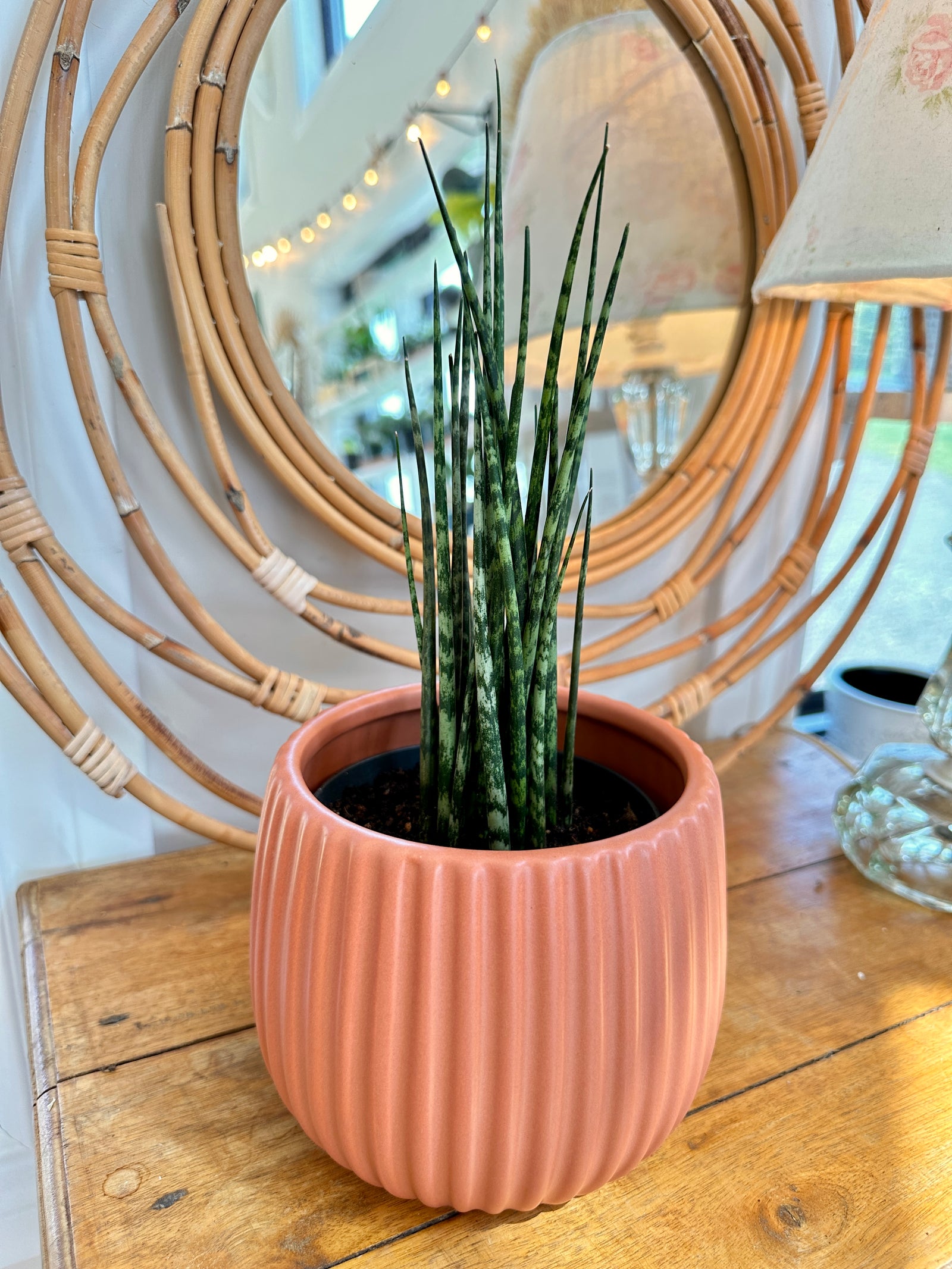 Dracaena fernwood 'Mikado'