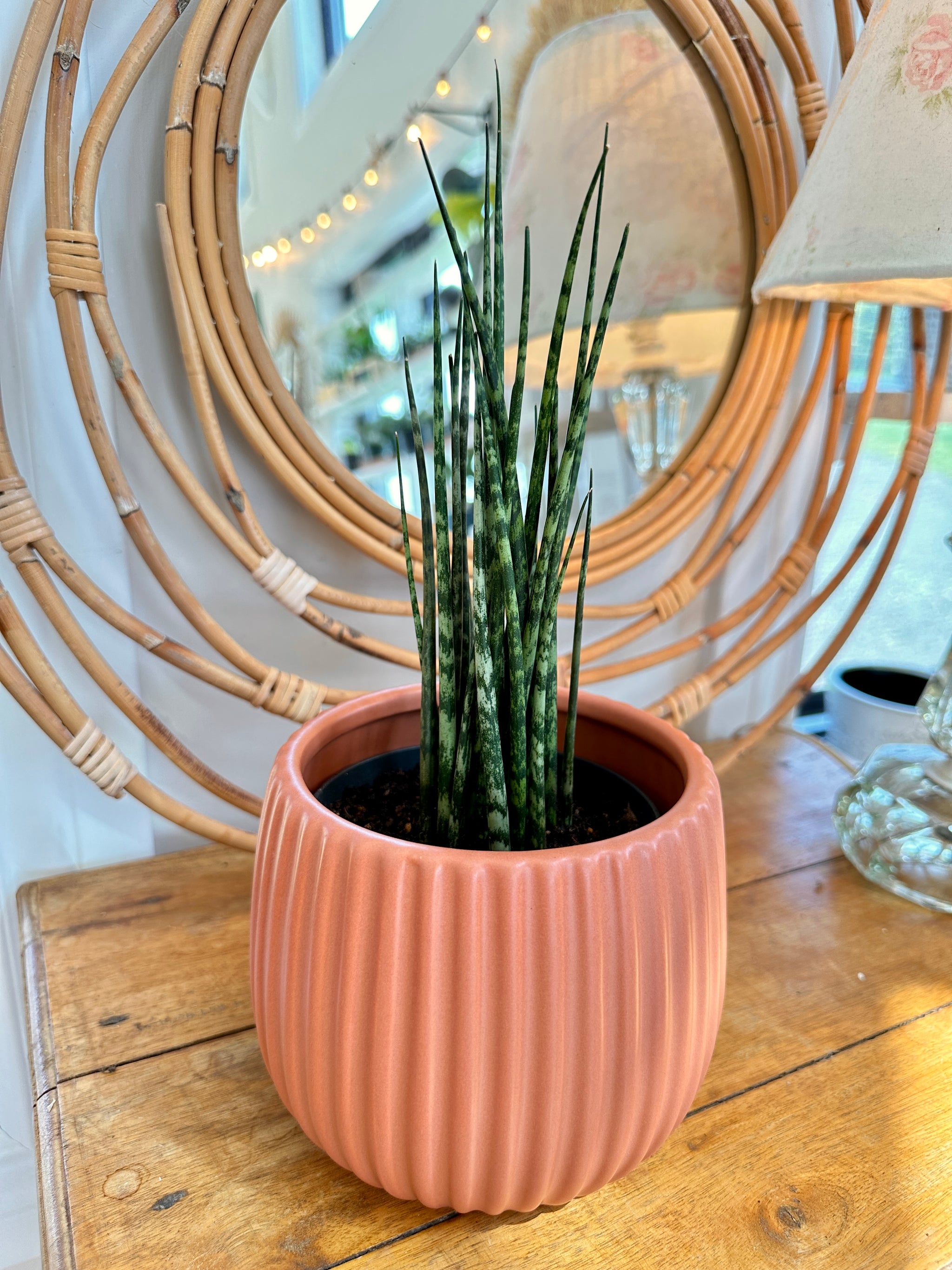 Dracaena fernwood 'Mikado'
