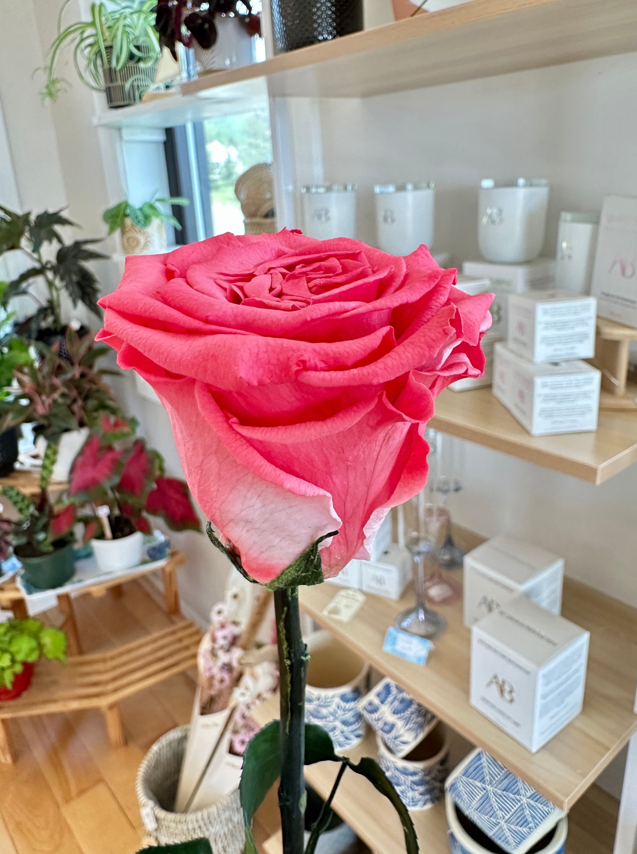 Rose éternelle sur tige avec feuillage - 70 cm