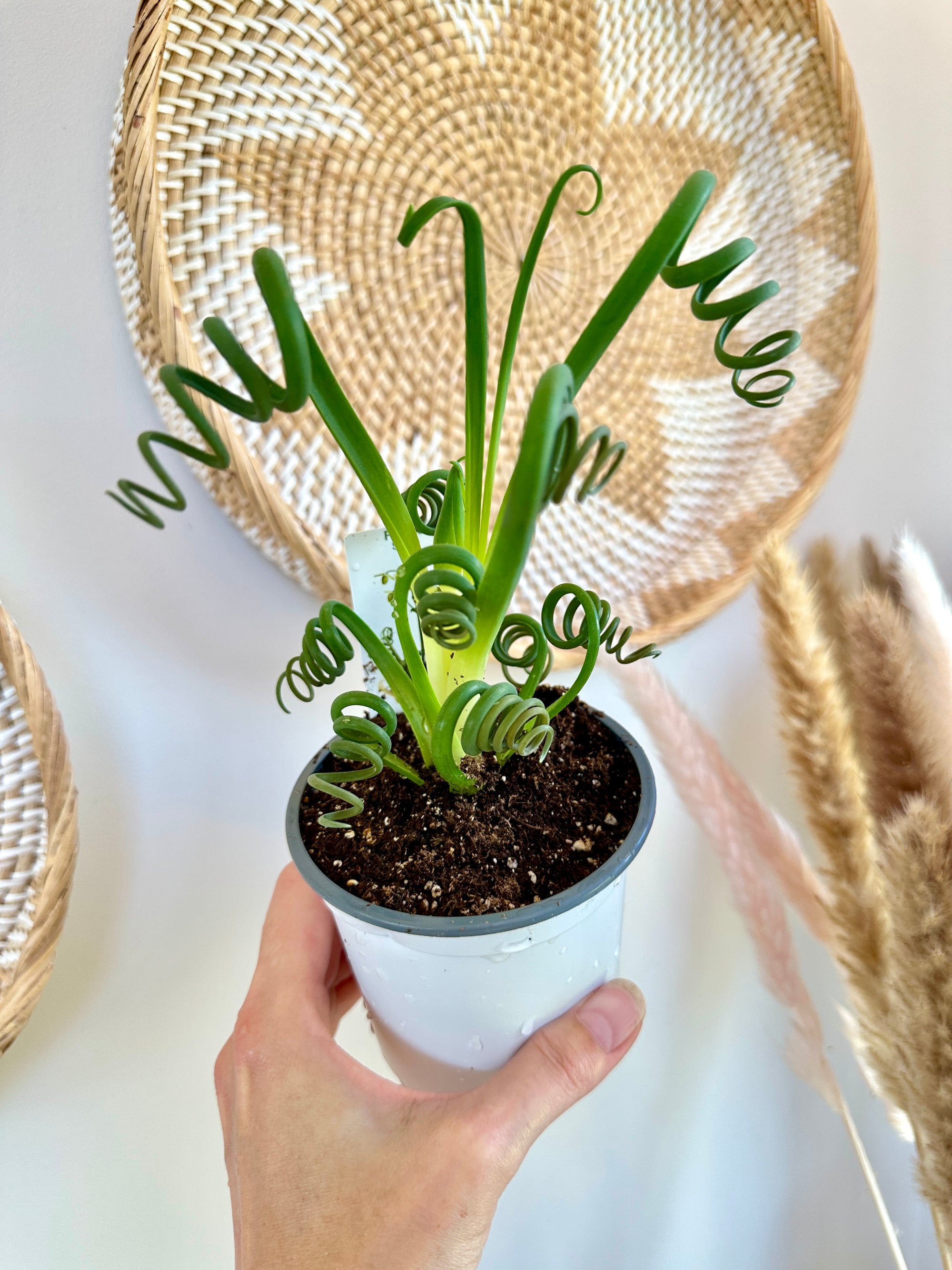 Albuca Spiralis "Frizzle Sizzle" 4"