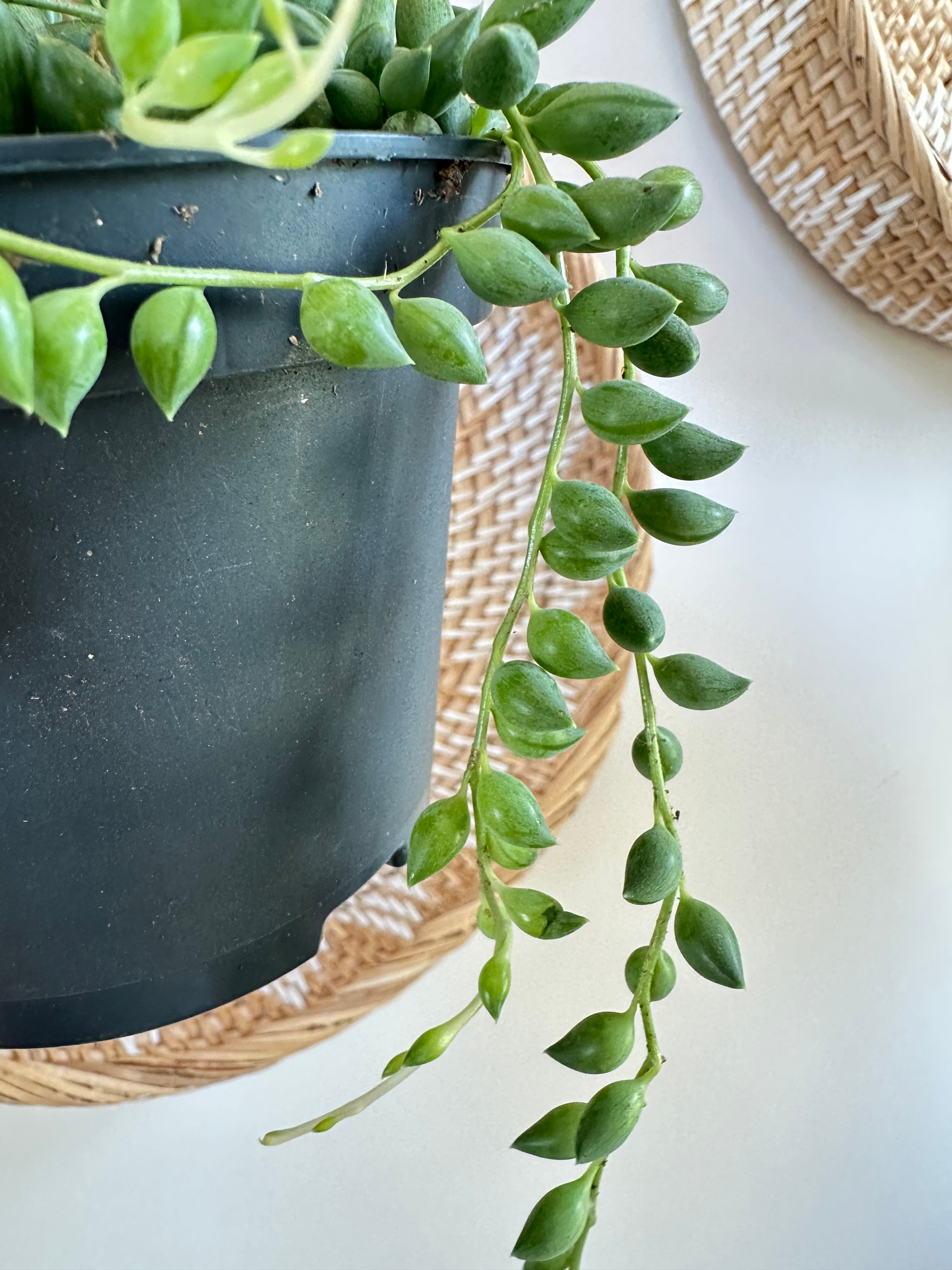 Senecio Herreianus 'Collier de larmes'