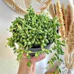 Senecio Herreianus 'Collier de larmes'