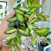Hoya burtoniae f. variegate 3.5"
