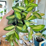 Hoya burtoniae f. variegate 3.5"