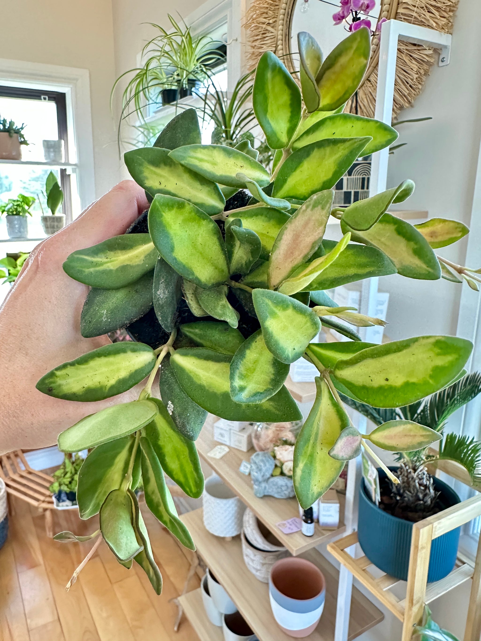Hoya burtoniae f. variegate 3.5"