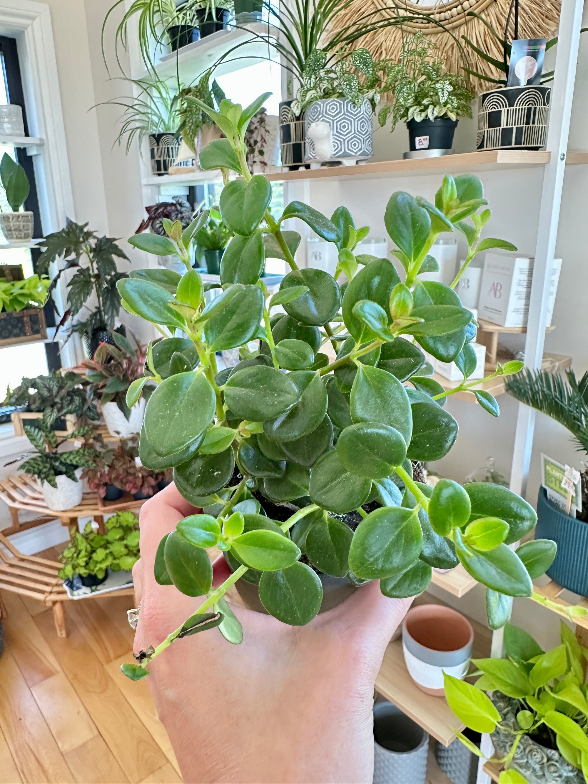 Nematanthus gregarius "Poisson rouge"