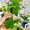 Epipremnum aureum 'Green queen' / Pothos 4"