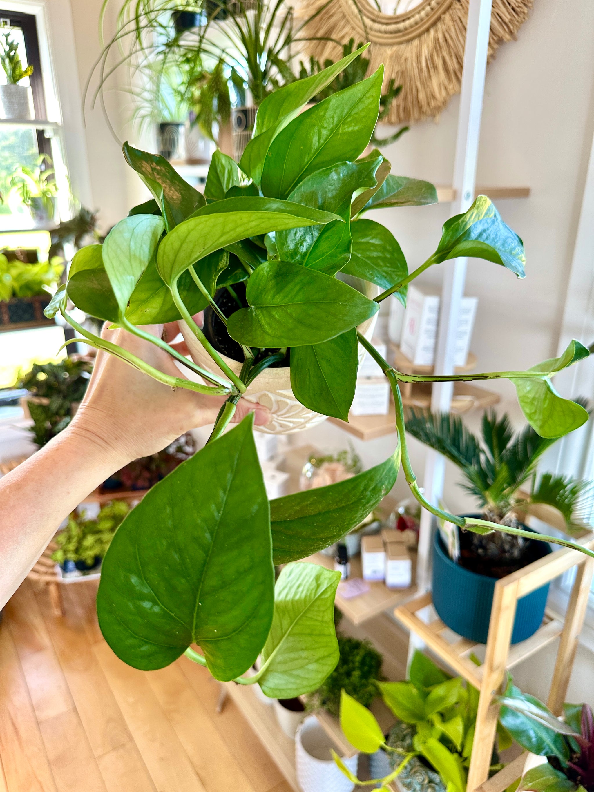 Epipremnum aureum 'Green queen' / Pothos 4"