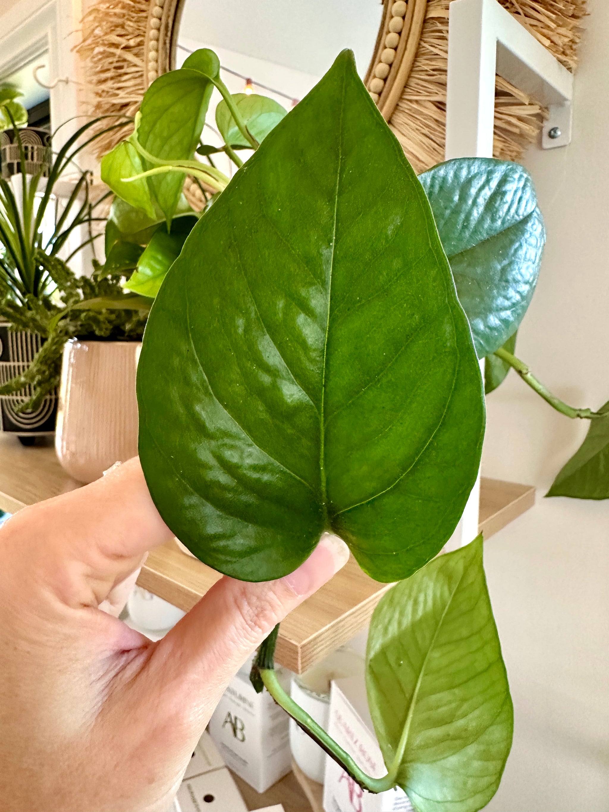 Epipremnum aureum 'Green queen' / Pothos 4"