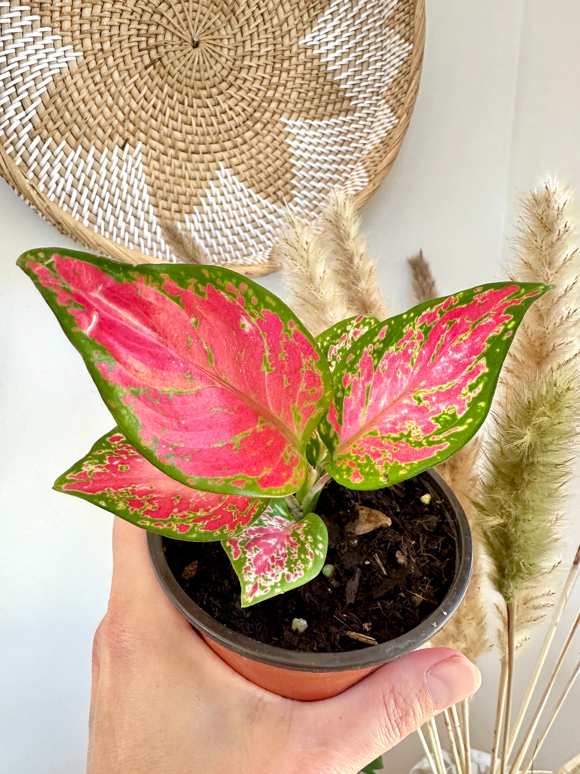Aglaonema 'Valentine' 4"